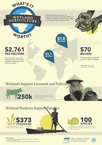 Download an infographic of wetland agriculture facts and figures Download an infographic of wetland agriculture facts and figures