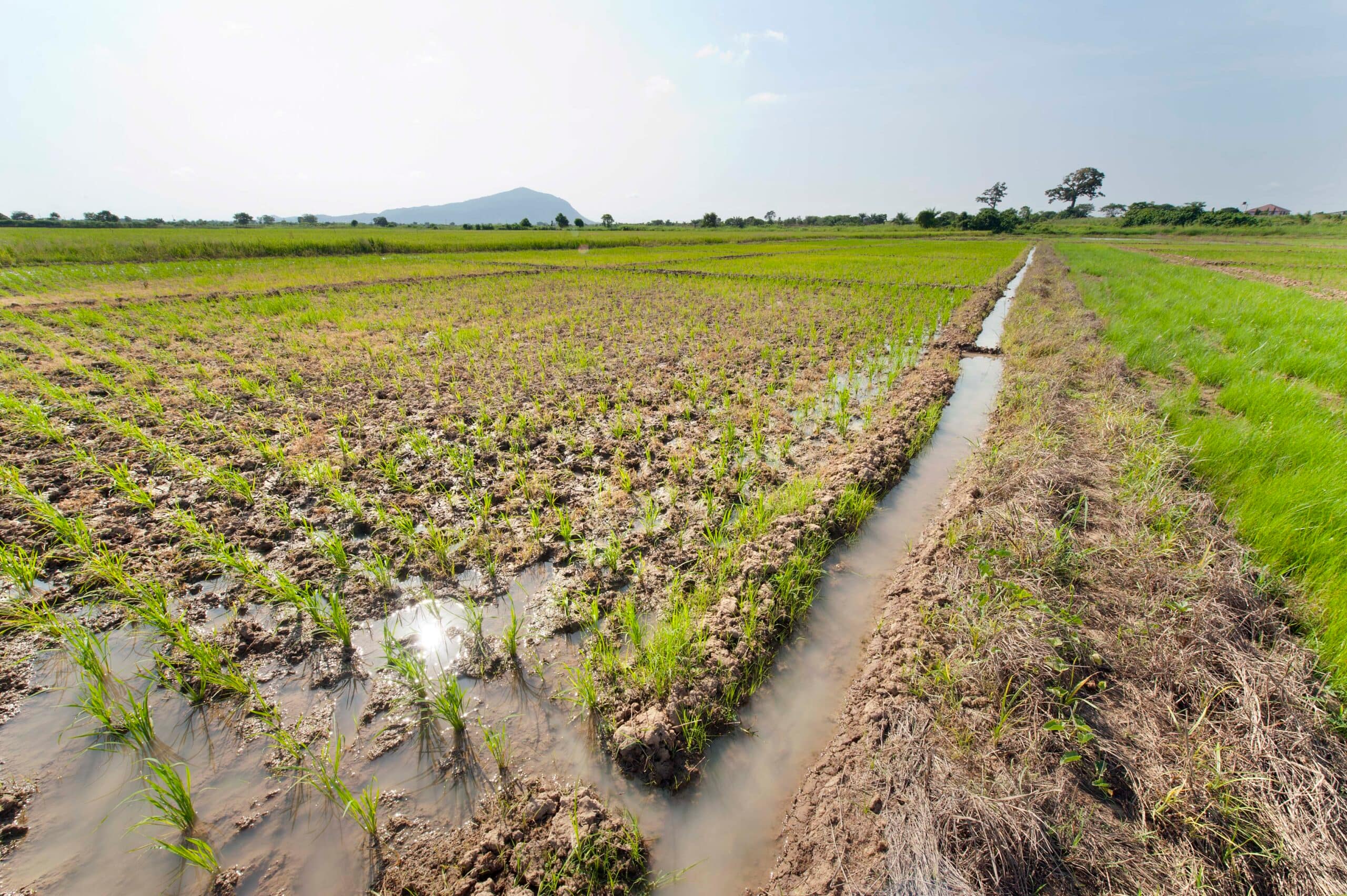 IWMI rice demonstration field, Kpong Irrigation Scheme, Ghana. Photo: Hamish John Appleby/IWMI