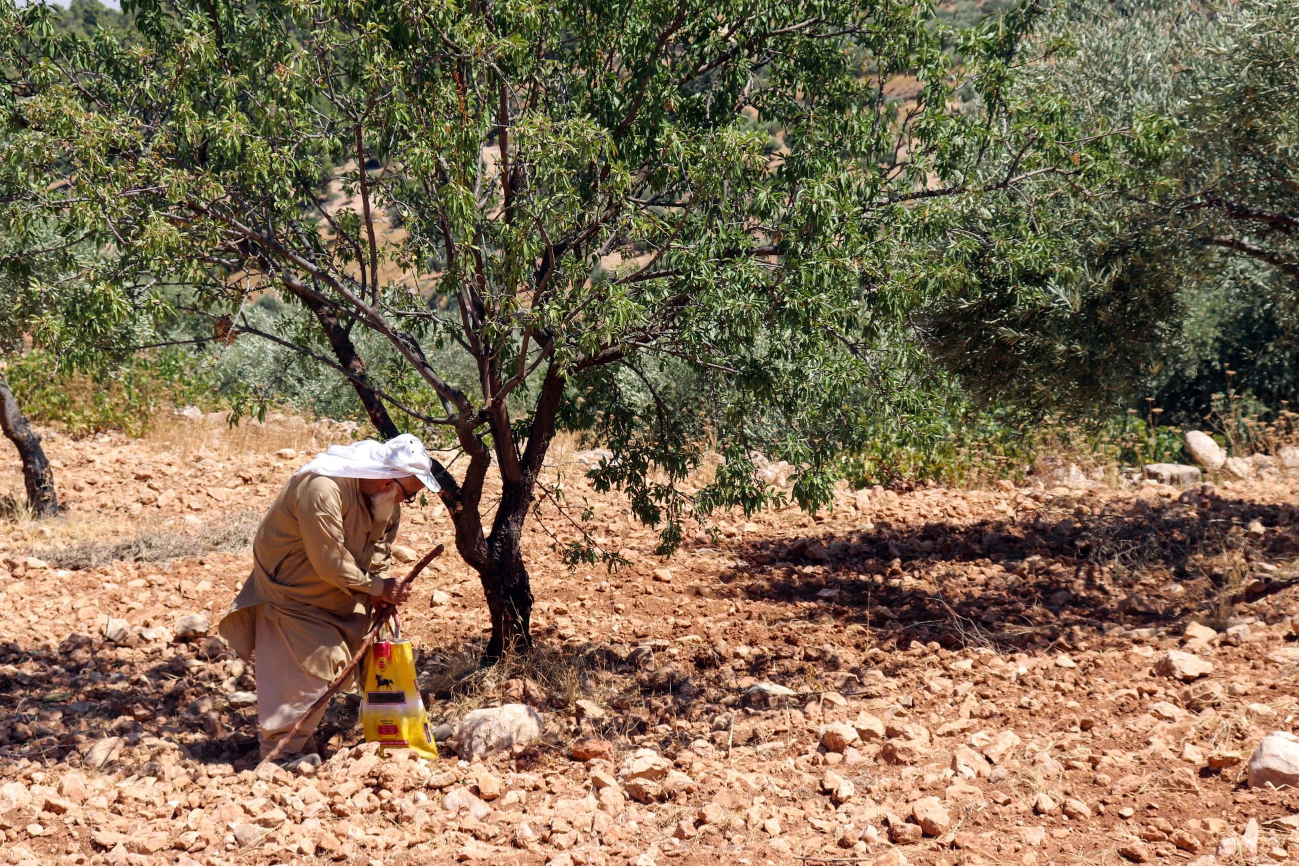 A farmer is working in his olive farm in Jordan. Photo: Omar Al-Hyari/Shutterstock