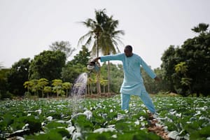 A West African farmer manually watering his cabbage field during an arid season. Photo: EyeEm/Alamy Stock