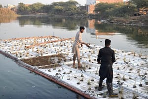 Floating wetland Pakistan