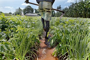 Onion and potato farm in Jaffna