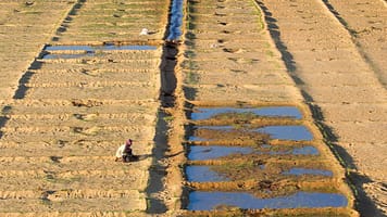 Farmer cultivating a field in Dakhla Oasis, in Egypt's Western Desert. Photo: Hemis/Alamy Stock Photo