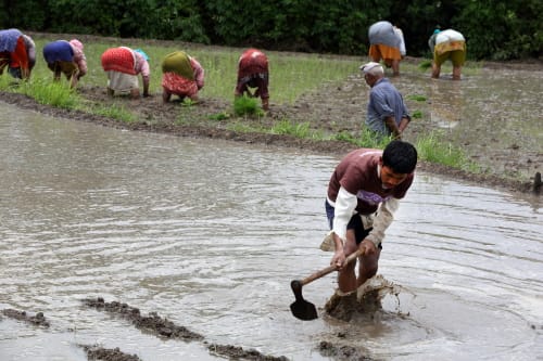 Man prepares soil whilst the women plant rice seedlings in Nepal (photographer Jim Holmes / IWMI)