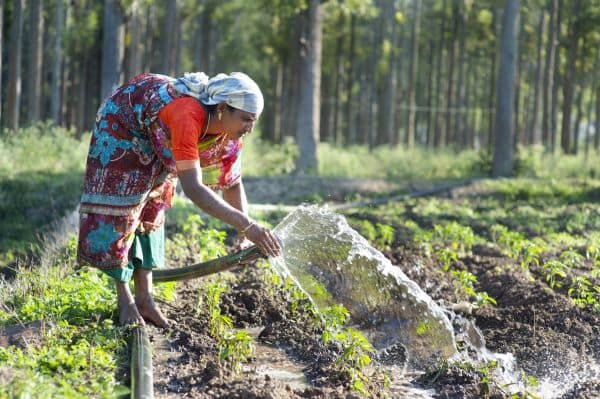 Women watering plants in India Women watering plants in India