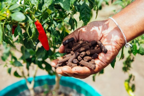 The final product from the pelletizer-machine. Photo: Shaoyu Liu / IWMI
