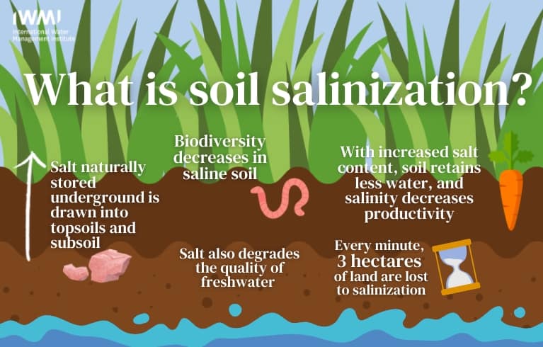 What is soil salinization? What is soil salinization?