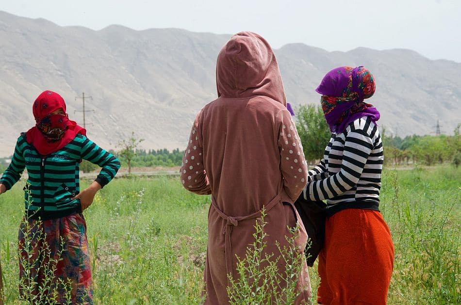 Women farmers working on Dehkan farms in rural Tajikistan. Photo: Madeline Dahm / IWMI