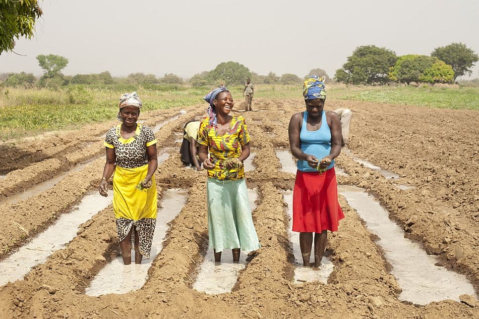 Transplanting tomato in the upper east region of Pwalugu in Ghana. Photo: Hamish John Appleby / IWMI