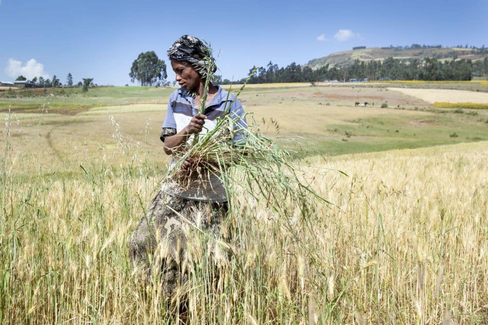 Farmer harvesting rice in Ethiopia. Photo: Petterik Wiggers / IWMI