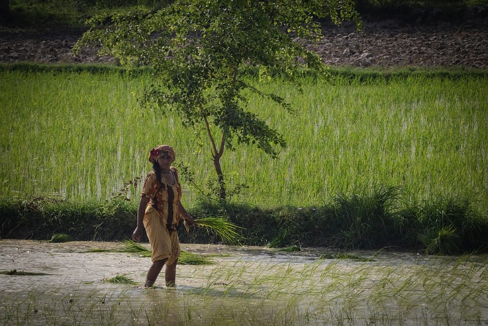 Woman working in a paddy field. Photo: Faseeh Shams / IWMI