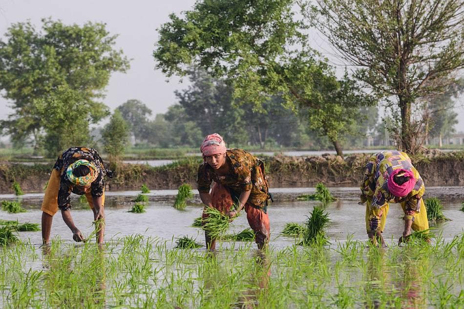 Rice farming in Pakistan. Faseeh Shams / IWMI