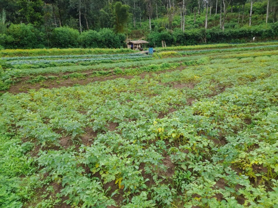 Bean Cultivation in Boralanda. Photo: Mohamed Aheeyar / IWMI