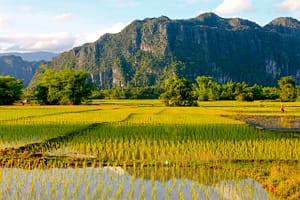Rice paddies in Lao PDR. Photo: Matthew McCartney/IWMI