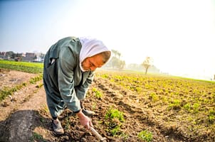 A farmer works in the field in Cairo, Egypt. Photo: Ahmed Hamdy Hassan/Shutterstock