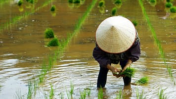 Worker in a rice field. Photo: Michel Arnault/Shutterstock