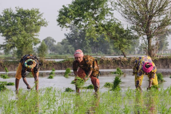 Cover photo: Rice farming in Pakistan. Faseeh Shams/IWMI