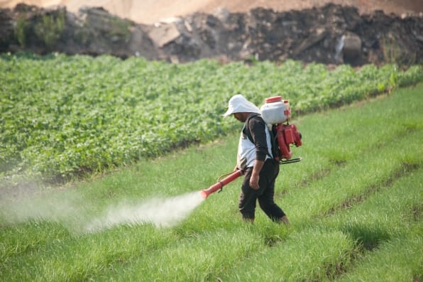 Farmer spreading pesticides for onion