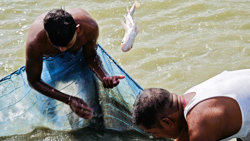 Farm workers sort through the catch to identify mature broodstock, tossing back undersized fish that are not yet ready for breeding. Photo: Aayush Niroula/IWMI