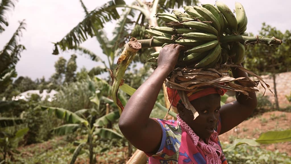 Chantale Vumilia, a Congolese refugee in Uganda, cultivates bananas to support her family and the wider community’s food security. Photo: CGIAR