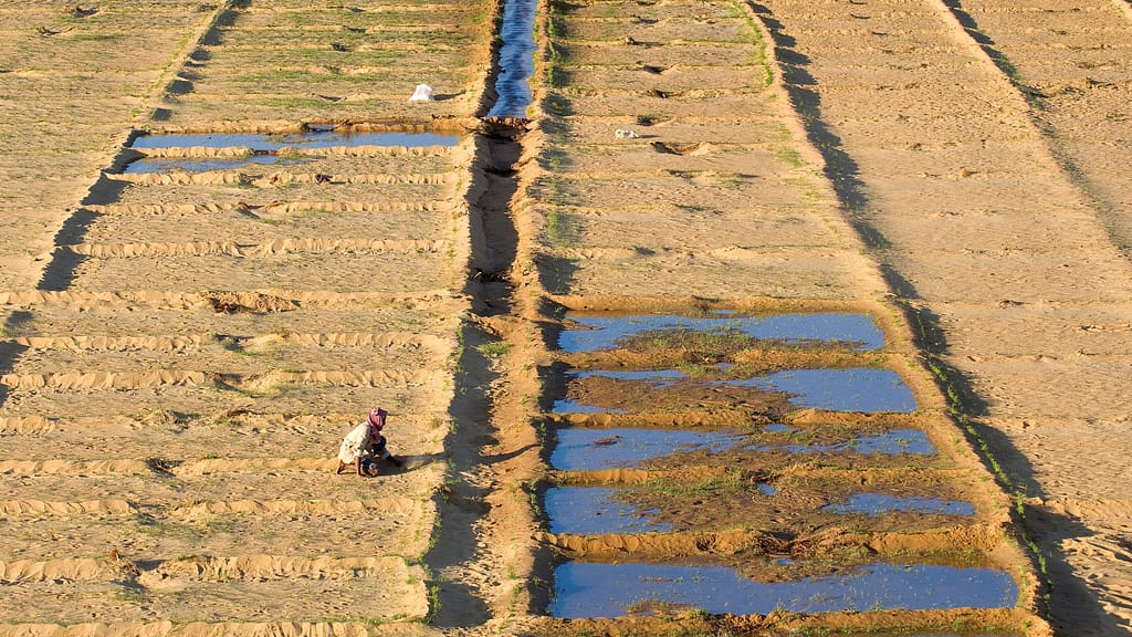 Farmer cultivating a field in Dakhla Oasis, in Egypt's Western Desert. Photo: Hemis/Alamy Stock Photo