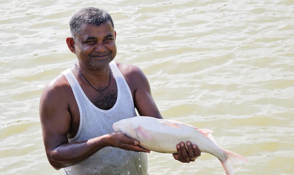 Kanhaiya Mukhiya displays a well-grown broodstock fish. healthy, mature parent fish form the foundation of successful hatchery production. Photo: Aayush Niroula/IWMI