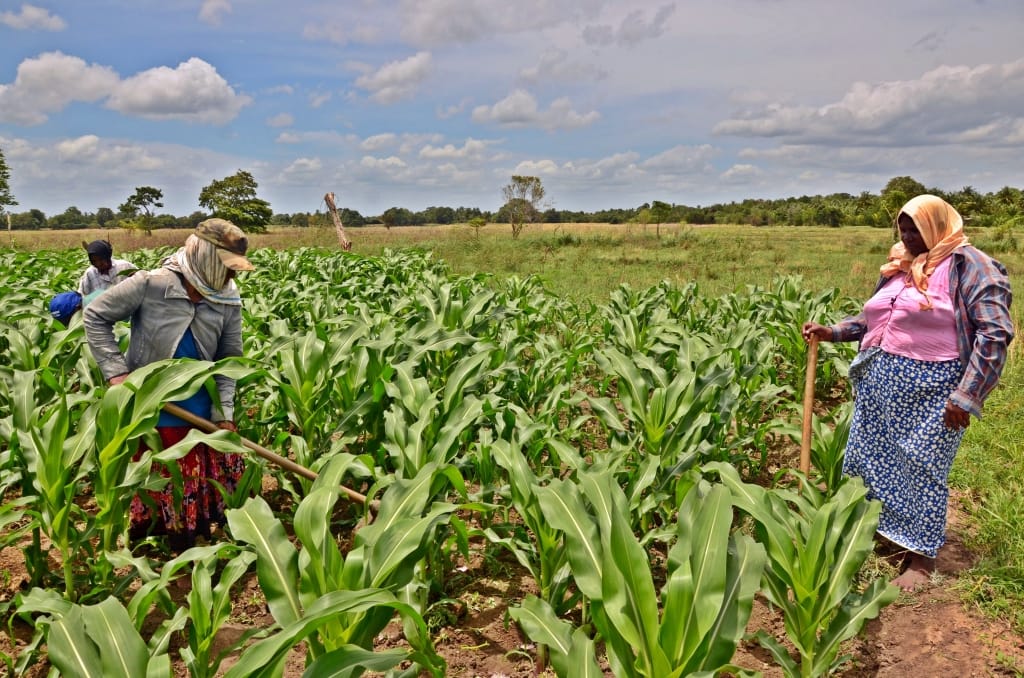 Growing maize with the help of an agro-well during the dry season in North East of Sri Lanka. Photo: Samurdhi Ranasinghe / IWMI