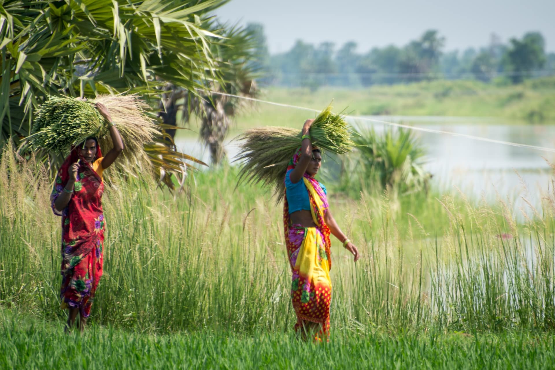Women carrying fodder in Bihar, India. Photo: Dr Dakshina Murthy / IWMI Women carrying fodder in Bihar, India. Photo: Dr Dakshina Murthy / IWMI