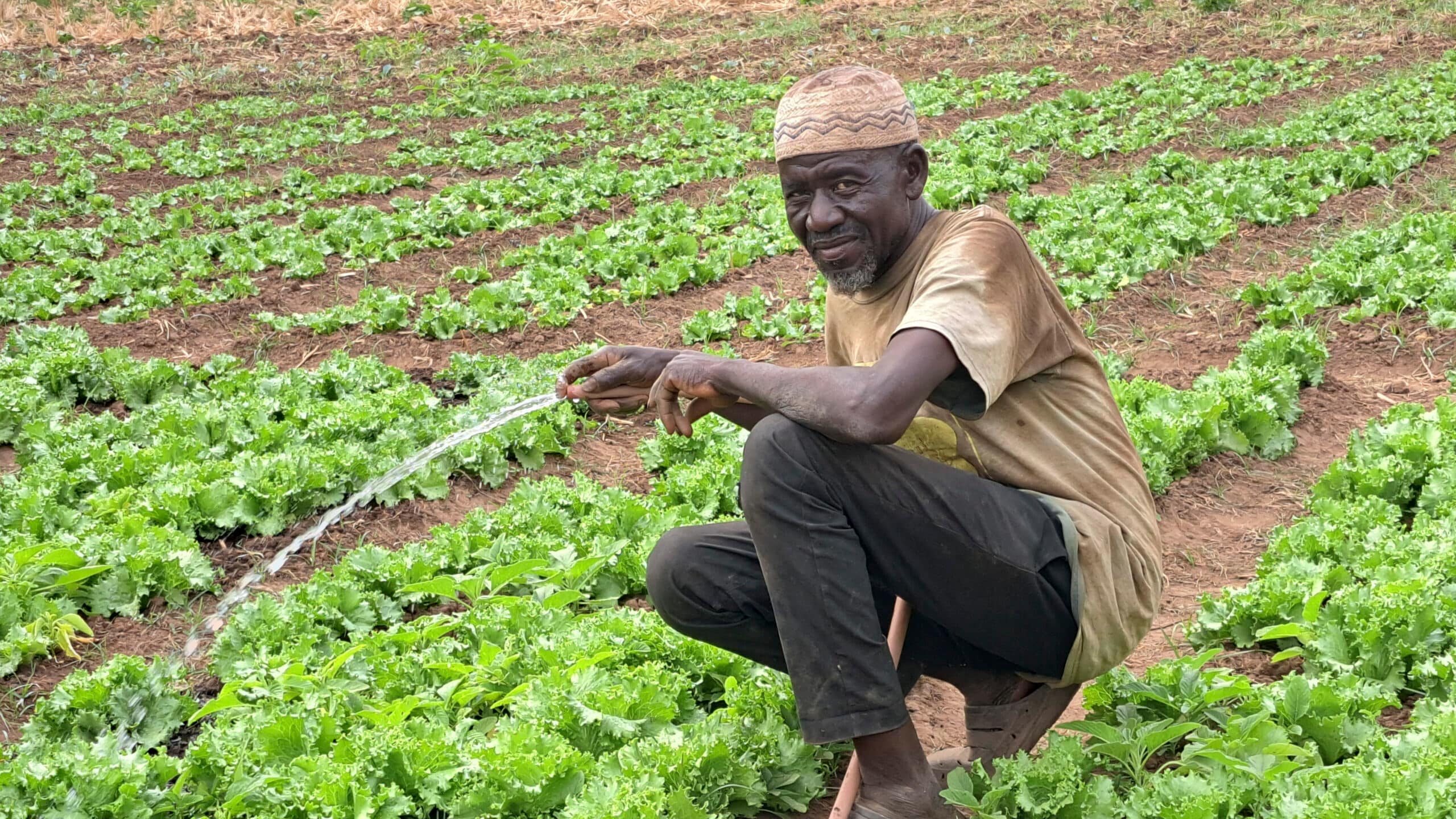 A vegetable farmer in Ghana is irrigating his field using a solar-powered pump. Photo: Adebayo Oke/IWMI