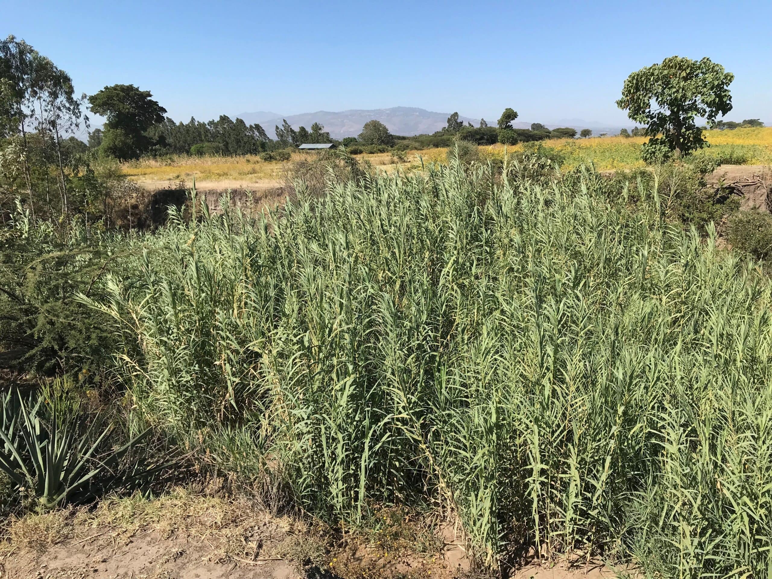 "I shall ‘sew’ the land together before I die."