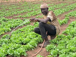 A vegetable farmer in Ghana is irrigating his field using a solar-powered pump. Photo: Adebayo Oke/IWMI