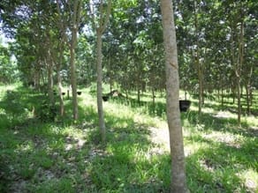 Rubber plantations increased household income and, in some cases, were used as a way to stop the company from taking land. When farmers mimicked the type of land use applied by the rubber company, the company felt obligated to compensate for the land and the existing rubber investments.