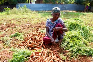Small-scale carrot farming in Jaffna (photo: cc: Johanan Ottensooser on Flickr).