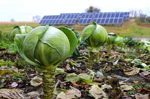 Is it crunch time for the Water-Energy-Food (WEF) Nexus? 3 recommendations to move the needle