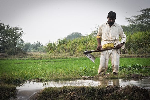 Rice farming in Pakistan. Rice farming in Pakistan
