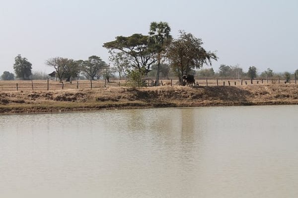 The village pond now provides water to vegetable gardens in Ban Phailom in Laos during dry season when water can become scarce. Photo: G. Lacombe/IWMI