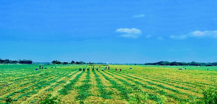 Women working in an agriculture field in Khulna. Photo: Indu K. Sharma / IWMI