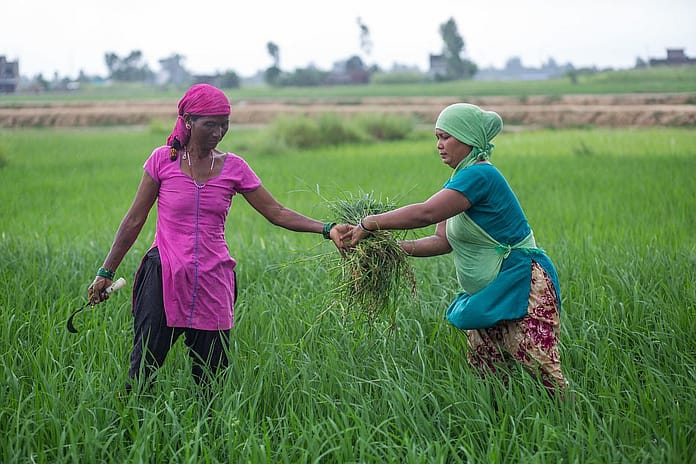 Farmers weeding in a paddy field in Belanpur village in the Banke District of Nepal. Photo: Nabin Baral / IWMI
