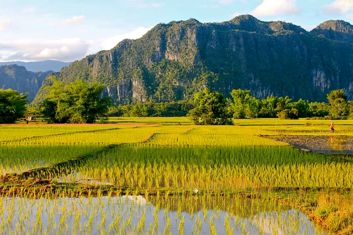 Rice paddies in Lao PDR. Photo: Matthew McCartney/IWMI