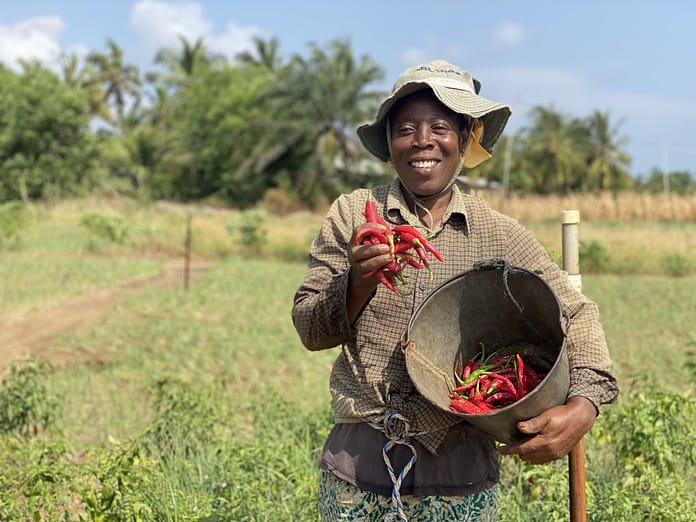 Farmer-led irrigation in Ghana. Photo: Barbara van Rijn / IWMI