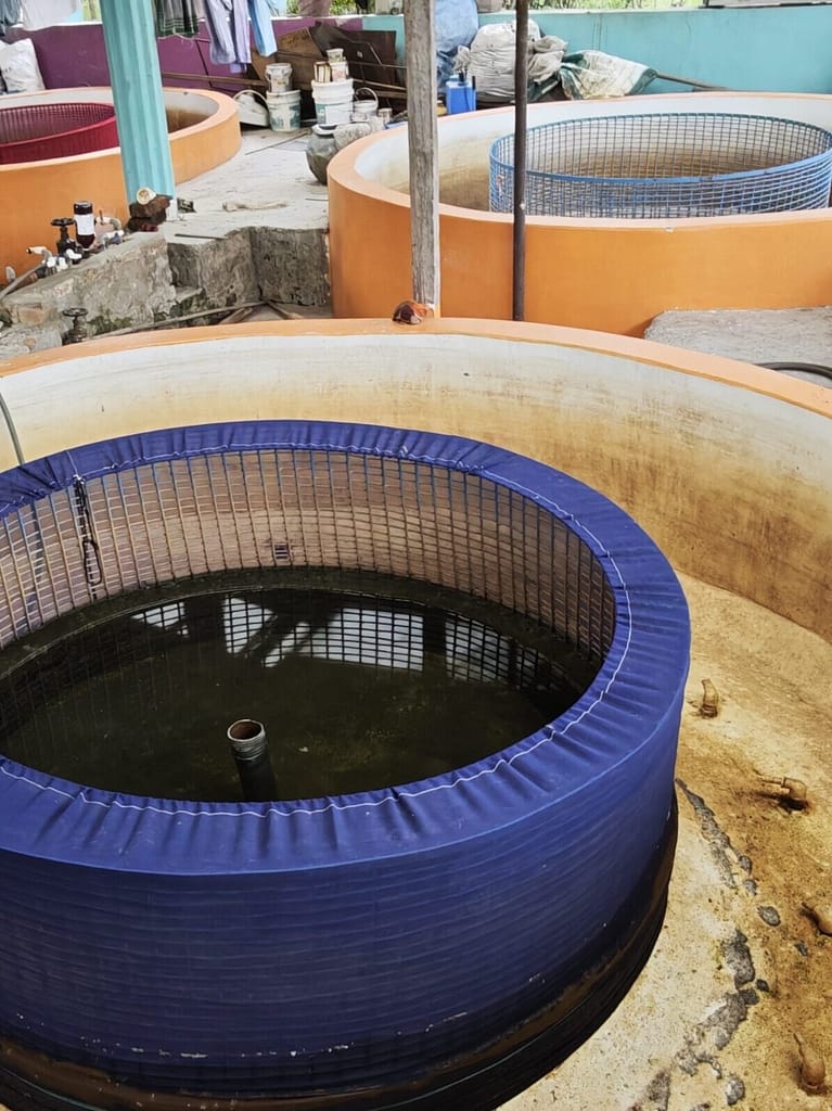 The Mukhiya Farm hatchery is equipped with incubation chambers, where fertilized eggs are placed in continuously moving water, a controlled environment that mimics river flow and is essential for healthy hatchling development. Photo: Aayush Niroula/IWMI