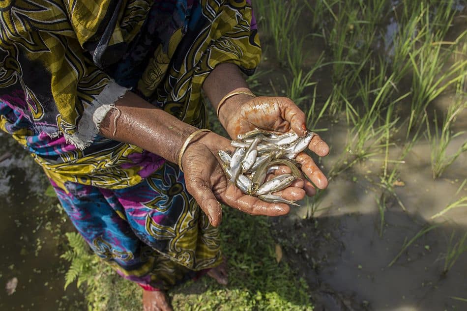A woman holds Mola harvested from her pond in Rangpur, Bangladesh. Photo: Holly Holmes/World Fish Center