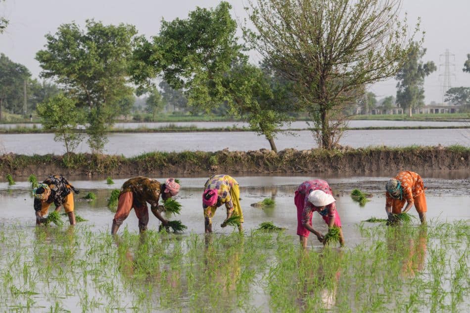 Rice farming in Pakistan. Photo: Faseeh Shams / IWMI