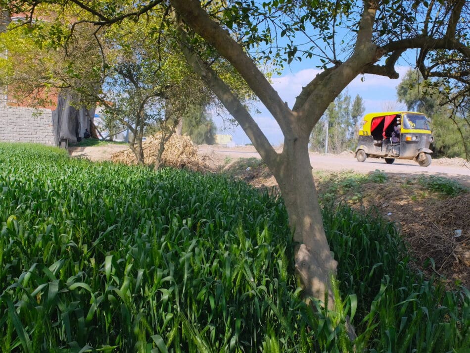 A lush wheat field borders Izbat Al-Hamra’s main canal in Egypt’s Nile Delta. Photo: Louise Sarant / IWMI