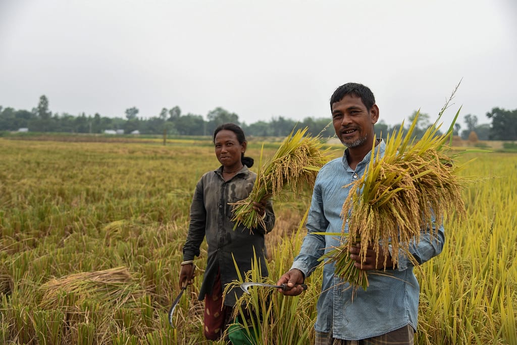 Ranjana Rai and her husband harvest paddy together in Dakshin Botina village, Thakurgaon, on June 9, 2024. During the harvesting season, entire families participate in the fieldwork to manage time-sensitive farm tasks efficiently and ensure successful yields. Photo: Tanmoy Bhaduri/IWMI