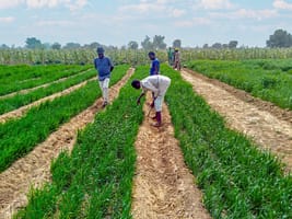 Farmers on their field in Alkamawa, Kano, Nigeria. Photo: Henry Igbadun