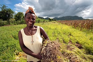 A woman harvesting groundnuts in Zimbabwe, in 2013. Photo: David Brazier/IWMI