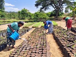 Trees for Halaba’s land restoration, livelihoods and legacy