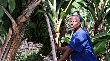 Smallholder farmer Ethiopia