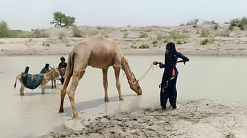 Women and children fetch water from a pond while livestock quench their thirst in Karangri Village, Pakistan. Photo: Maryam Rehman/IWMI